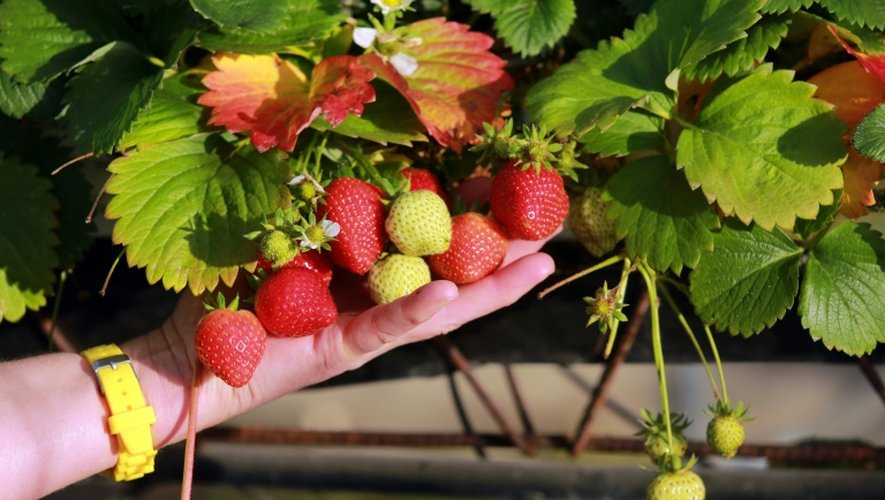 Les températures clémentes ont favorisé la récolte tardive de fraises dans le Périgord; comme ici à Cendrieux, le 29 décembre 2015