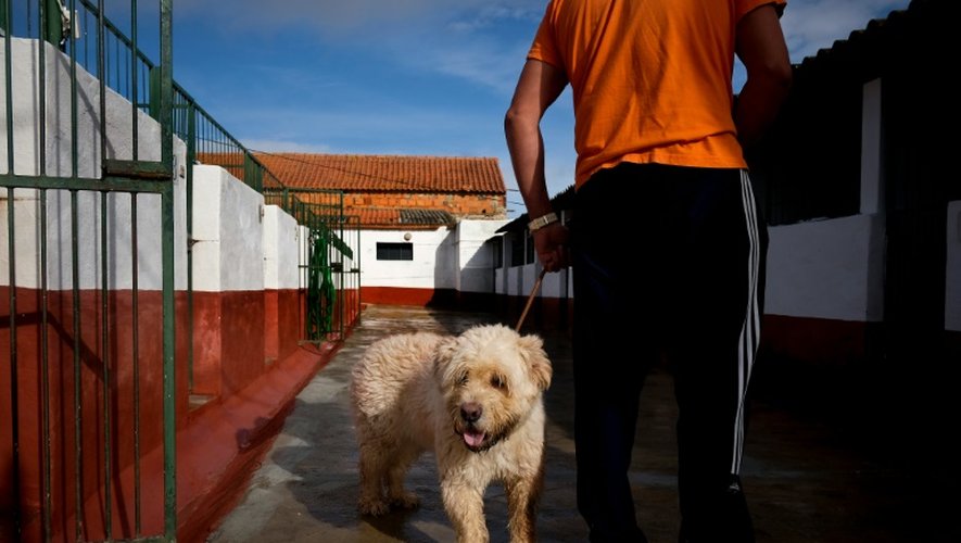 Un détenu de la prison de haute sécurité de Monsanto s'occupe d'un chien, le 24 octobre 2016 à Lisbonne, au Portugal