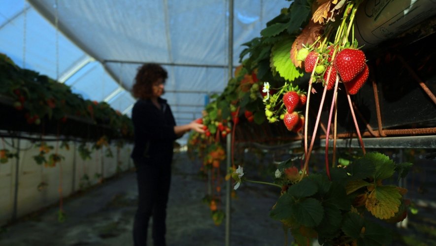 Les fraises du Périgord, désormais un produit de saison (hivernale) ?