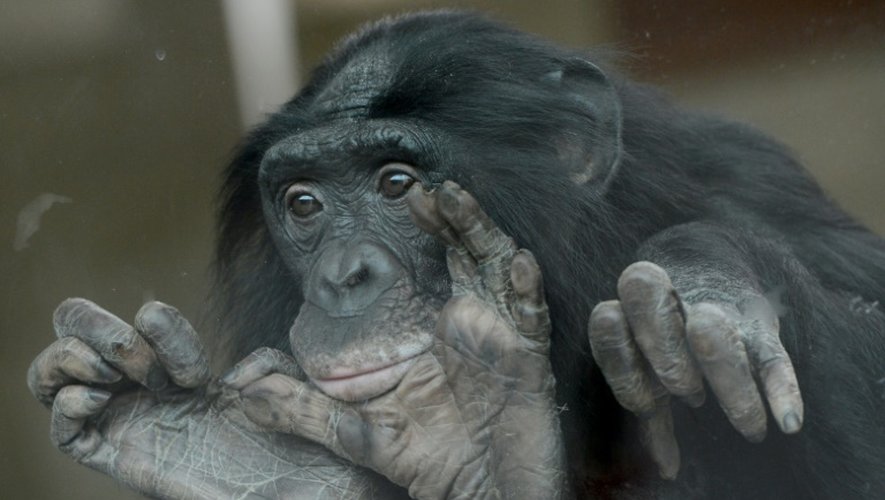 Les bonobos sont l'un des plus proches cousins de l'homme avec les chimpanzés