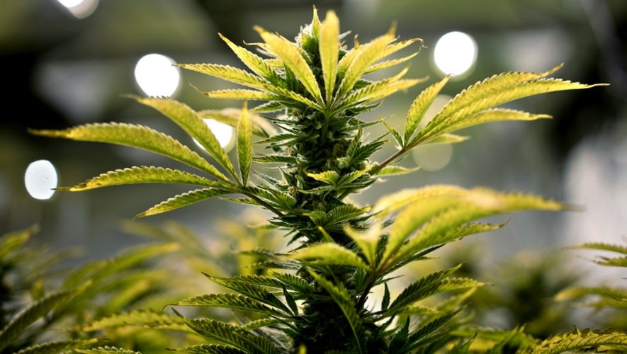 La marijuana à usage récréatif est légalisée par référendum en Californie, le 9 novembre 2016
