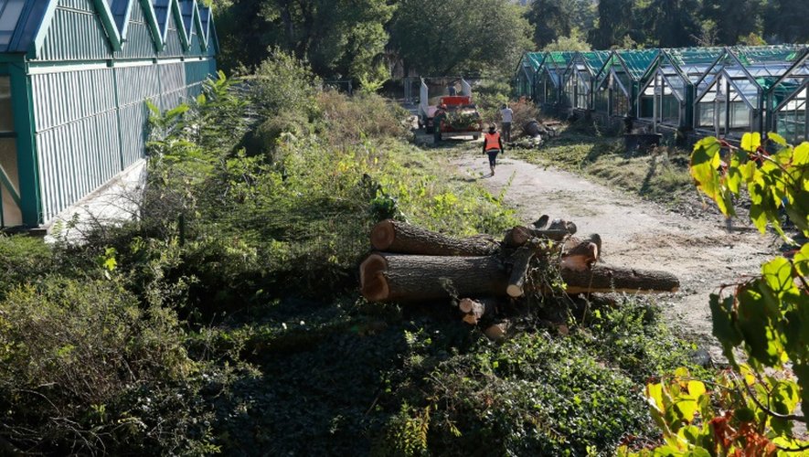 Les travaux d'extension de Roland-Garros ont débuté par l'abattage des arbres aux Serres d'Auteuil, le 5 octobre 2016 à Paris