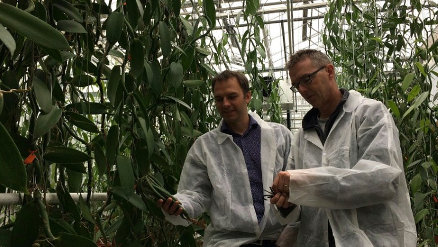 Filip van Noort, chercheur, et Joris Elstgeest, vendeur de plantes en pot spécialiste des orchidées, le 12 octobre 2016 au milieu de  lianes de vanilliers, dans une serre le 12 octobre 2016 à Bleiswijk