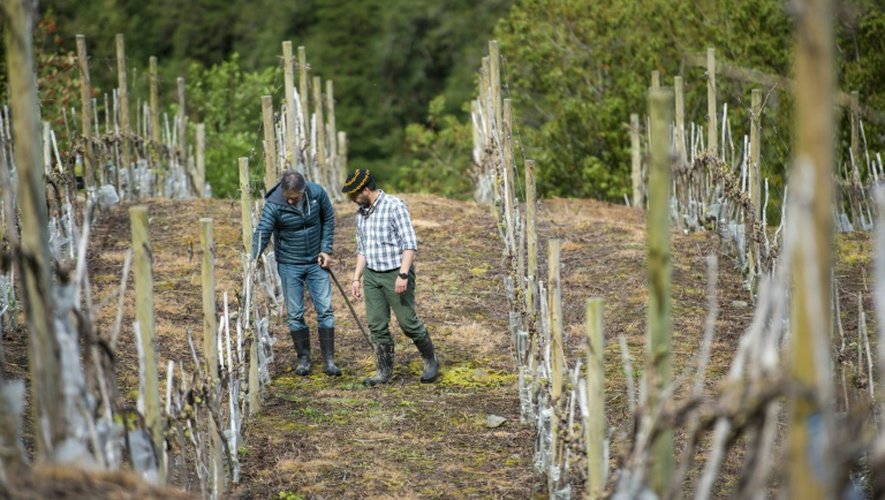 Des oenologistes au milieu des vignes qui produisent le "Puelo Patagonia", le 18 octobre 2016 à Puelo Los Lagos au Chili