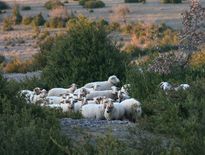 Une vingtaine de brebis attaquées sur le Larzac, une enquête ouverte