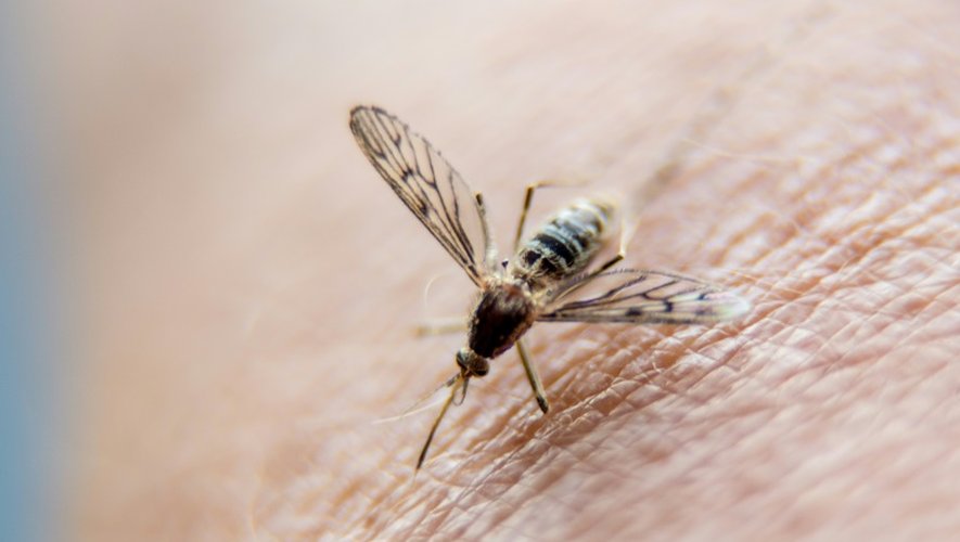 L'épidémie de zika est terminée en Martinique, dix mois après son début
