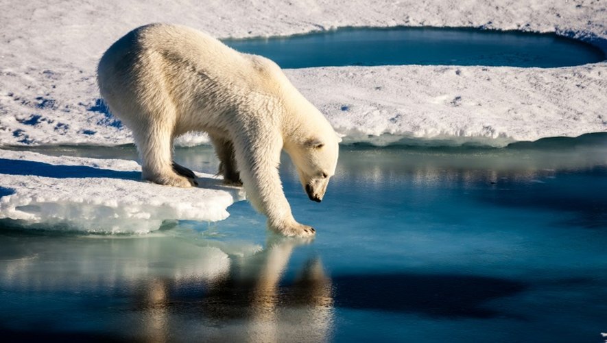 Un ours polaire teste la solidité d'une couche de glace, le 13 septembre 2016 dans l'Arctique
