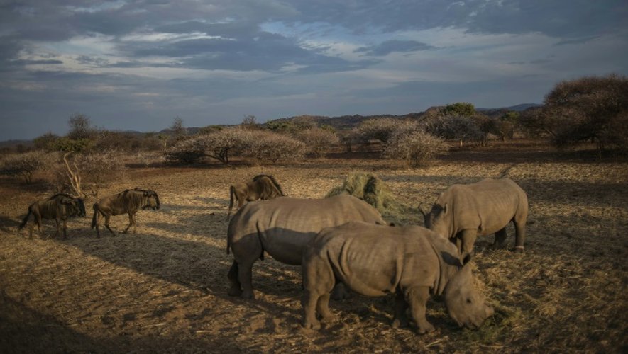 Des rhinocéros   décornés dans la réserve du Kuduland le 10 novembre 2016 dans la région de Musina en Afrique du Sud