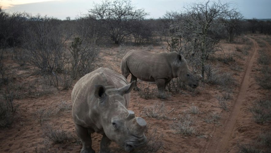 Des rhinocéros   décornés dans la réserve du Kuduland le 10 novembre 2016 dans la région de Musina en Afrique du Sud
