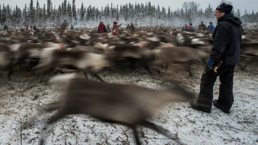 Des éleveurs samis préparent la transhumance des renne, le 27 octobre 2016, près de Dikanäs