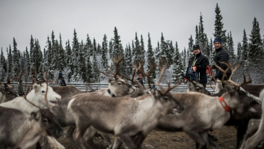 Des éleveurs samis préparent la transhumance des renne, le 27 octobre 2016, près de Dikanäs