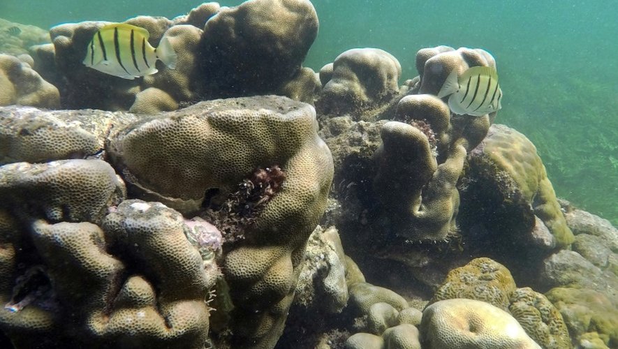 Des récifs sous-marins au large de l'île de Pate, au Kenya, le 19 novembre 2016