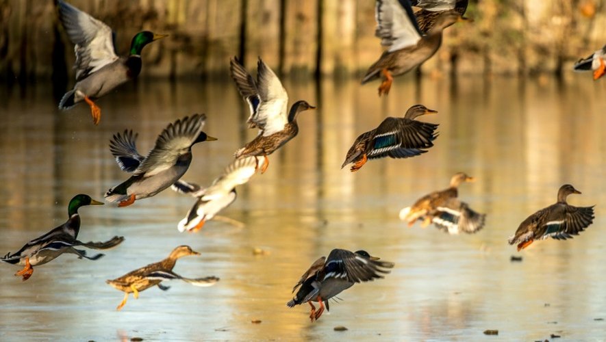 Le rôle des oiseaux migrateurs apparaît prépondérant dans la diffusion du virus de la grippe aviaire. Ici un vol de canards sauvages à Godewaersvelde dans le Nord le 29 novembre 2016