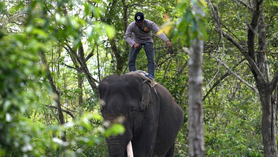 Un garde-forestier patrouille à dos d'éléphant dans le parc national de Way Kambas, à Sumatra, le 8 novembre 2016 en Indonésie