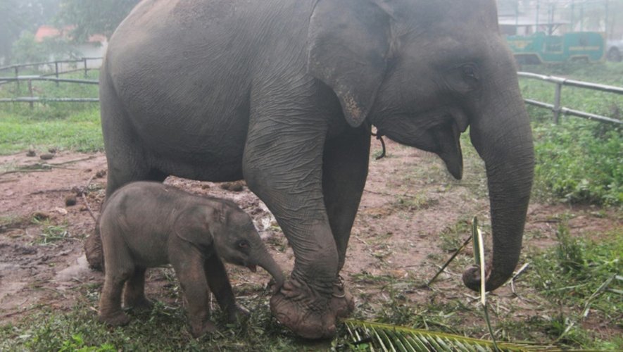 Un éléphanteau et sa mère au parc national de Way Kambas en Indonésie, le 11 octobre 2016