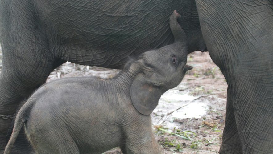 Un éléphanteau et sa mère à Way Kambas en Indonésie, le 11 octobre 2016