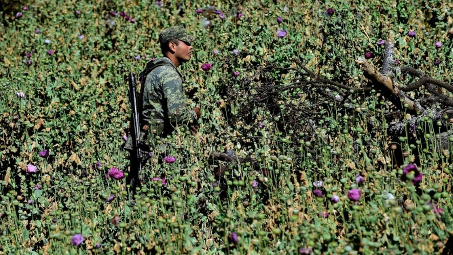 Un soldat mexicain arrache les pavots à opium dans un champ près de la localité de Surutato (état de Sinaloa), le 8 décembre 2016