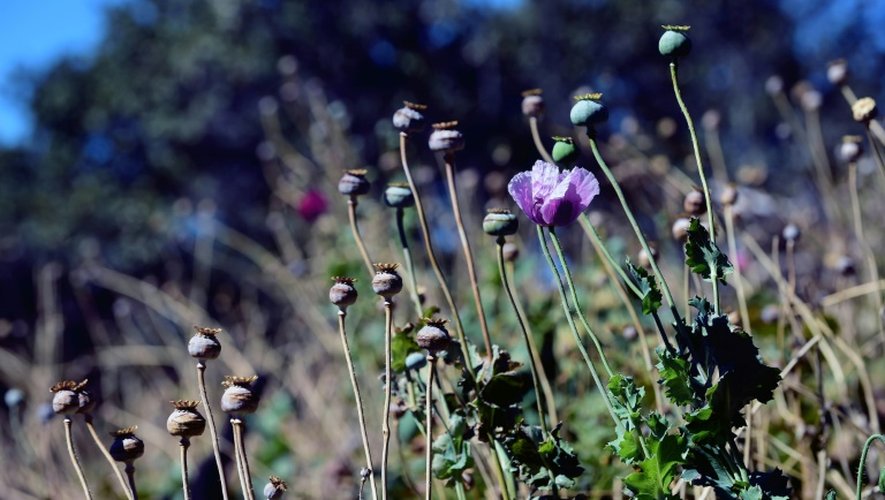 Une fleur de pavot à opium dans un champ près de la localité de Surutato,(Etat du Sinaloa), le 8 décembre 2016
