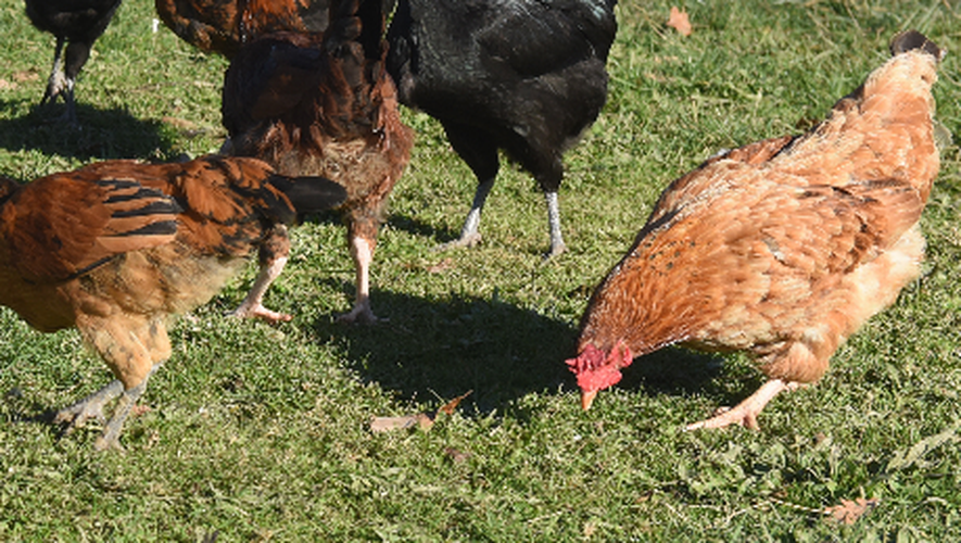 Grippe aviaire : deux foyers repérés en Aveyron