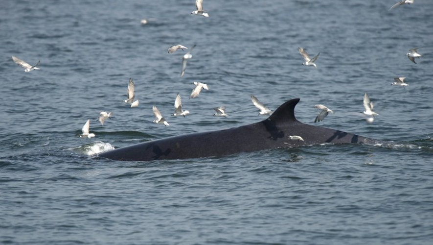 Une baleine de l'espèce rorquals de Bryde évolue dans le golfe de Thailande, le 20 novembre 2016