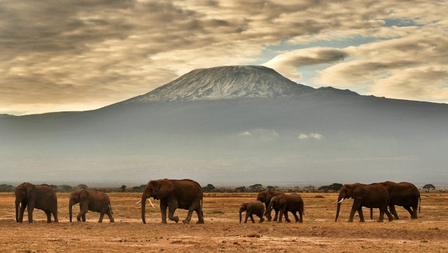 Des éléphants dans le Parc national Amboseli au Kenya le 3 novembre 2016