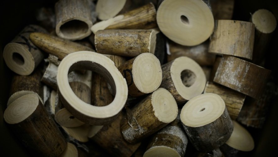 De l'ivoire saisi exposé avant d'être incinéré à Hong Kong le 15 mai 2014
