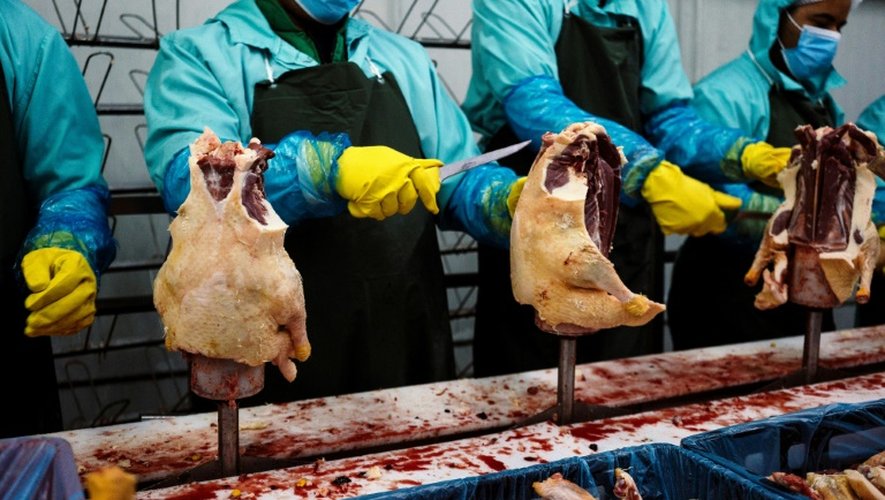 Préparation du foie gras le 8 novembre 2016 dans une exploitation industrielle du village de Milevo
