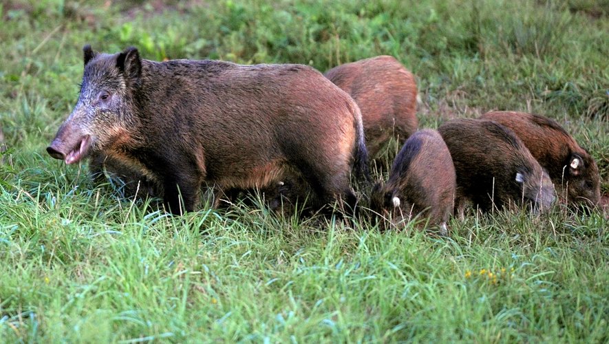 Sur sollicitation des municipalités, les louvetiers interviennent pour réguler renards ou sangliers en cas de « surpopulation temporaire ».