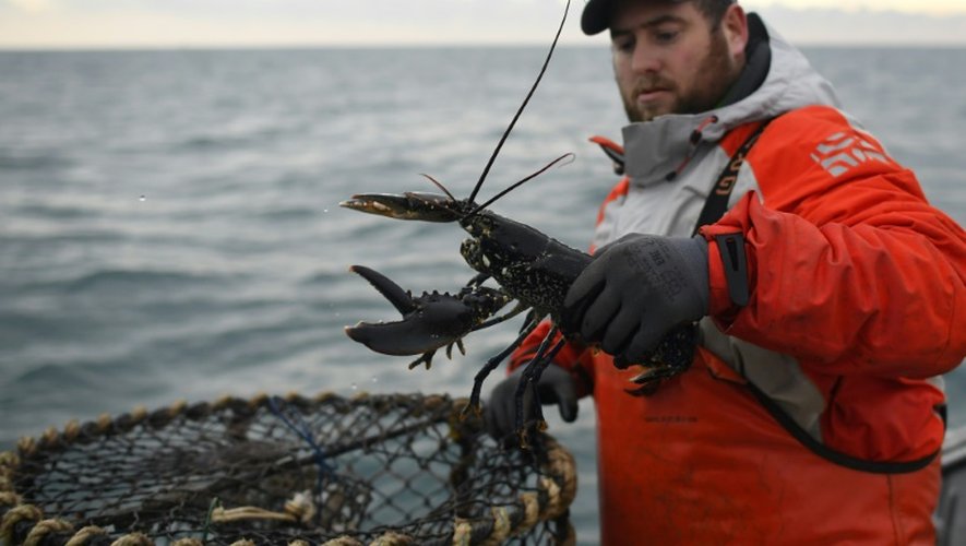 Un pêcher choisit un homard au large de Paimpol, dans l'ouest de la France, le 20 décembre 2016