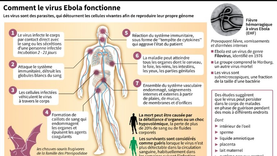 Comment le virus Ebola fonctionne