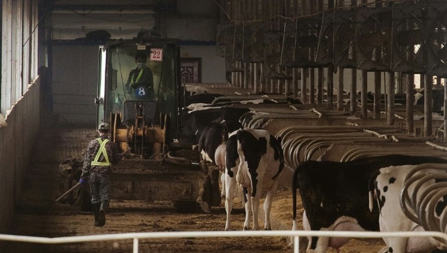 Des vaches dans une ferme géante le 3 mai 2016 à Gannan en Chine