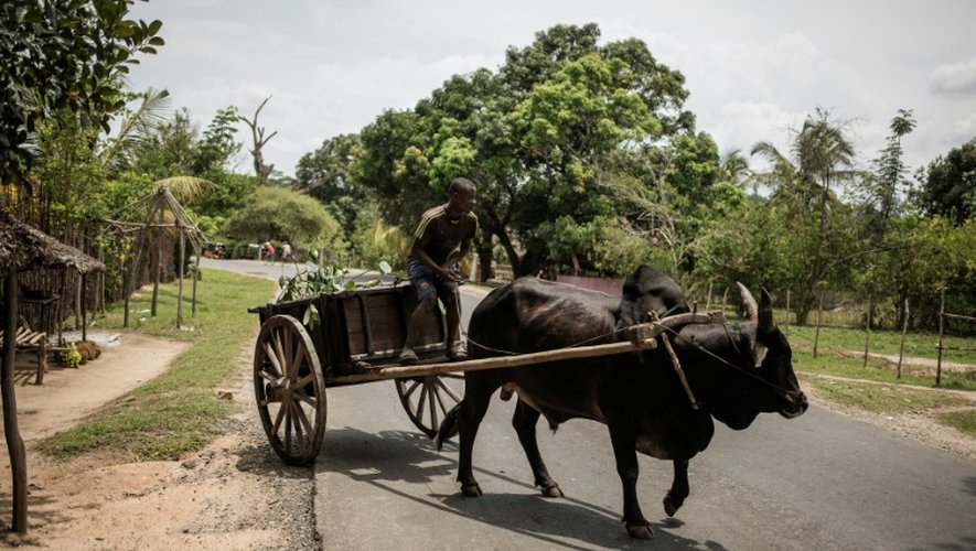 Un ouvrier conduit une charette tirée par un zébu pour collecter les cabosses de cacao dans la région d'Ambaja, à Madagascar le 29 novembre 2016
