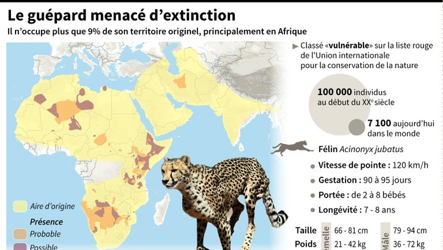 Le guépard menacé d'extinction