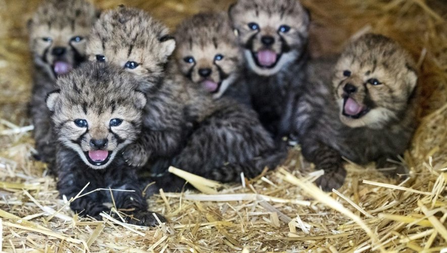 Six petits guépards en captivité au Burgers' zoo de Arnhem, aux Pays-Bas, le 30 septembre 2016