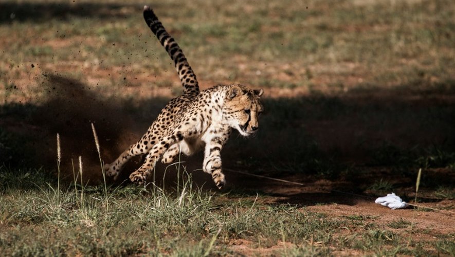Un guépard en captivité au Cheetah Conservation Fund, à Otjiwarongo en Namibie, le 18 février 2016