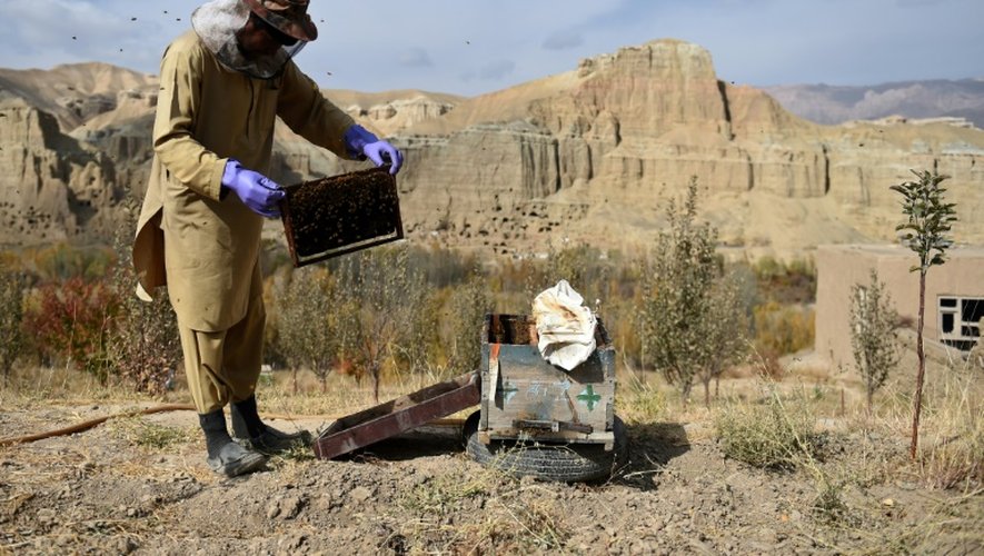 Une apicultrice afghane devant une ruche de la coopérative de Yakawlang, dans le centre de l'Afghanistan, le 5 novembre 2016