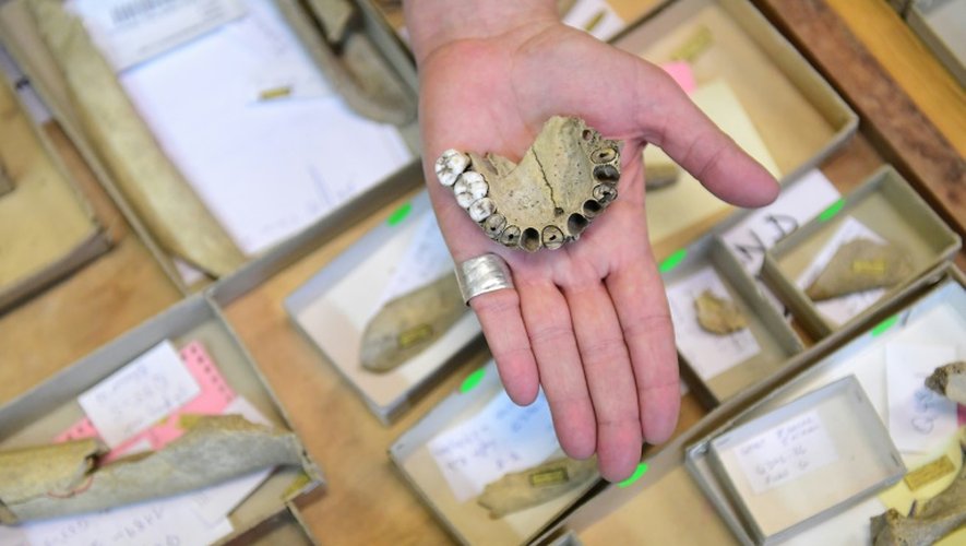 Hélène Rougier montre quelques uns des 96 ossements et trois dents, retrouvés dans les caves de Goyet en Belgique, le 21 décembre 201