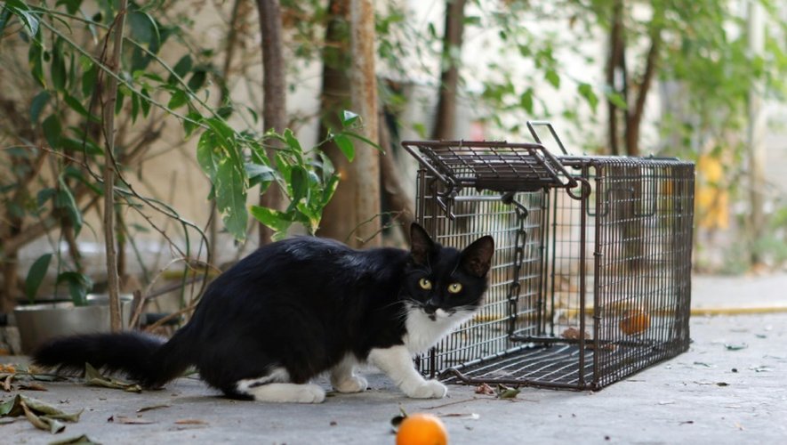 Dans les rues de Nicosie des pièges à chats sont installés pour attraper les félins, les conduire chez le vétérinaire et les faire stériliser