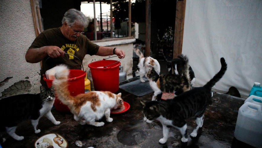Dinos Ayiomamitis, responsable de Cat PAWS Cyprus nourrit des chats chez lui à Nicosie, le 8 octobre 2016