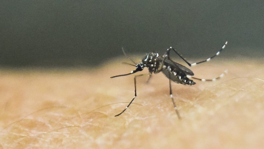 Au 7 mai, 356 cas de dengue ont été diagnostiqués par les laboratoires de ville et hospitaliers, soit un total de 2.598 cas confirmés à La Réunion depuis le début de l'année.