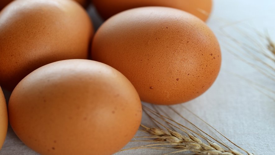 Les œufs n’impactent pas la santé cardiovasculaire