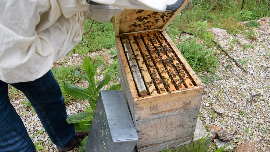 Agriculture La saison démarre mal pour les apiculteurs aveyronnais