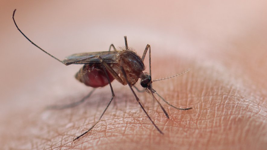 Un premier cas en France du virus tropical Usutu, transmis par des moustiques, a été détecté