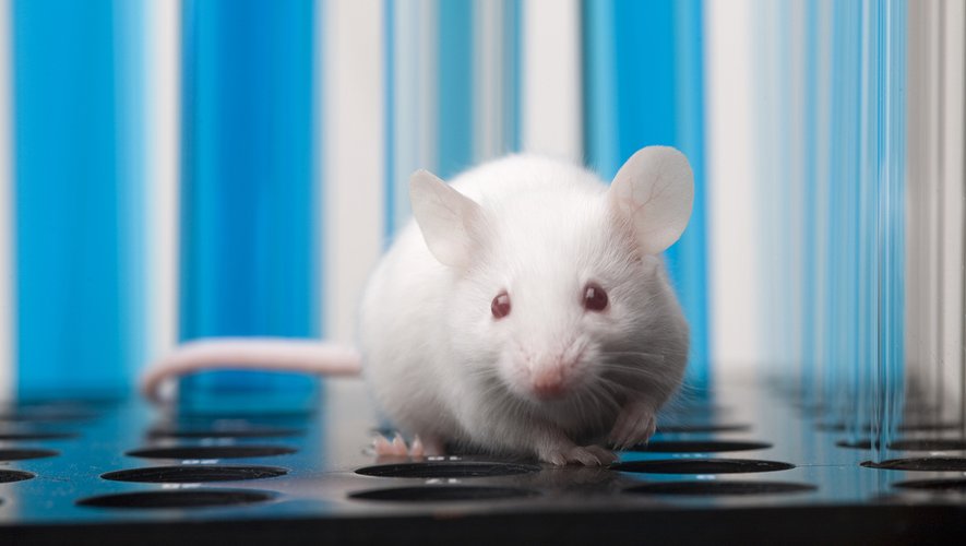 Des chercheurs qui ont exposé sur une longue durée des souris à un "cocktail de pesticides" faiblement dosé ont noté un surpoids chez les mâles, et pas chez les femelles