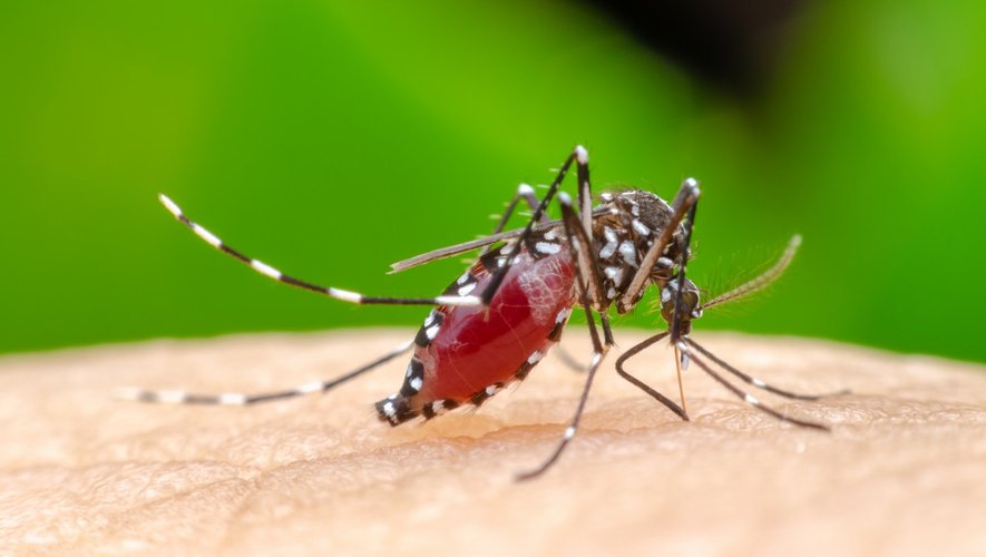 Dengue : plus de 5 000 cas à la Réunion depuis le 1er janvier 2018