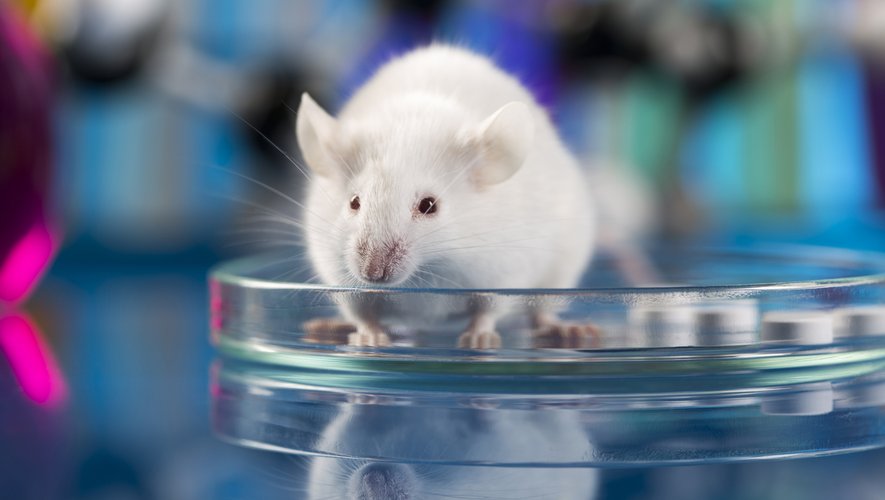Des tests menés sur des souris ont permis à des chercheurs américains de trouver une façon plus efficace de traiter la gonorrhée