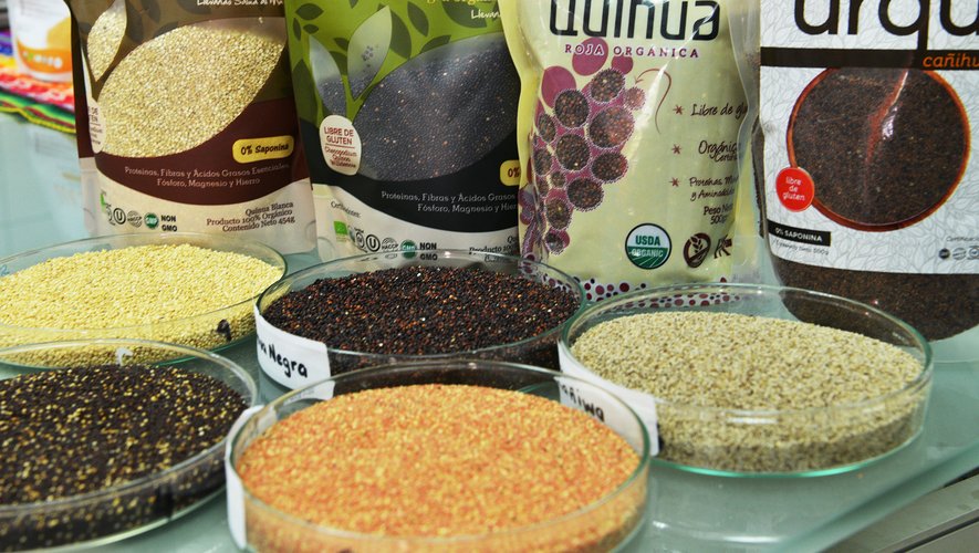 Entre le blé et l'orge, le quinoa hexagonal souhaite continuer à grandir et prendre la place de ses aïeux sud-américains dans les assiettes.