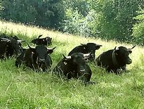 Des vaches d’Hérens pour protéger les brebis du loup