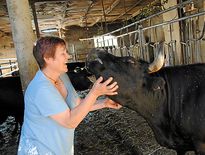Des vaches pour protéger les brebis du loup, elle n’y croit pas