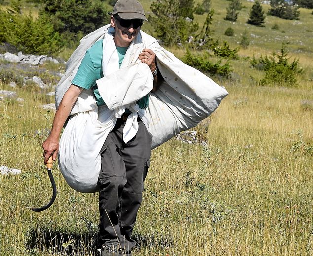 Emile Griffoul, faucille à dent à la main, lavande et bonheur en poche.